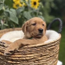 GREEN - Dark golden Golden Retriever puppy in Woodland Hills, California from Rowan Red Retrievers