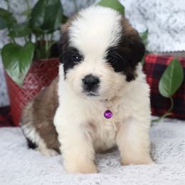Allison - Brown and white female Saint Bernard puppy in Green Forest, Arkansas from Horseshoe Drive Kennel