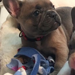 French Bulldog Puppies from EMF