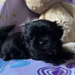 Huckleberry - Black and white male Shih Tzu puppy in Bluffton, South Carolina from Cuddly Coastal Cuties