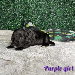 Purple girl - Black and white female Bernedoodle puppy in Modesto, California from Two Doods Doodles