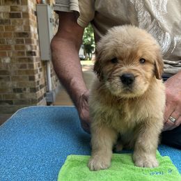 Girl 2 - Golden Retriever puppy in Shepherd, Texas from Wahkeen Golden Retrievers
