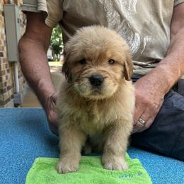 Girl 2 - Golden Retriever puppy in Shepherd, Texas from Wahkeen Golden Retrievers
