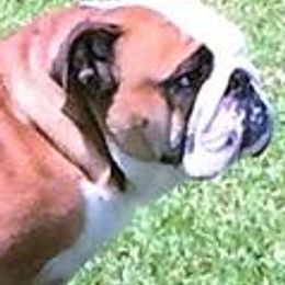 Boston Terriers and Bulldogs from TrintyCrossBulldogs