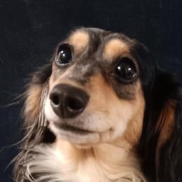 Opal - Dapple female Dachshund puppy in Springdale, Washington from TNT MINI DACHSHUNDS
