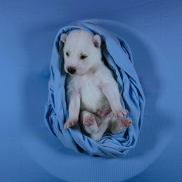 Godzilla - White male Siberian Husky puppy in Miami, Florida from Blue Moon Huskies