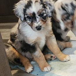 Blue (collar color) you name him - Blue merle male Miniature American Shepherd puppy in Centralia, Washington from Blackjack Mini Aussies
