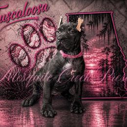 Tuscaloosa - Black female Perro de Presa Canario puppy in Horizon, Texas from Mesquite Creek Kennels