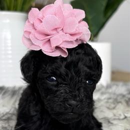 Penelope - Black female Poodle puppy in Tampa, Florida from Designer Puppy Boutique