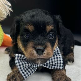 Almond - Black and tan brindle male Havapoo puppy in Loveland, Colorado from Littledoodles2love