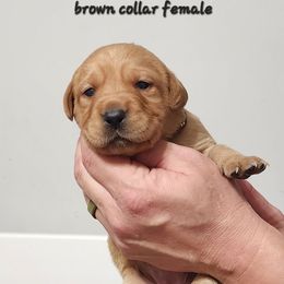 Brown collar female - Yellow female Labrador Retriever puppy in Hebron, Kentucky from Top Notches Labrador Retrievers