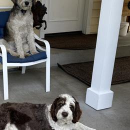 Aussiedoodles and Australian Shepherds from Silvercreek Aussies and Aussiedoodles