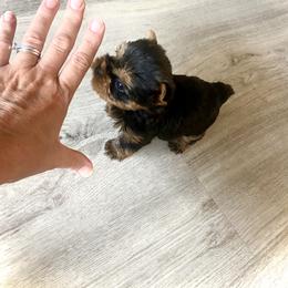 Maltese and Yorkshire Terrier Puppies from tatortot pup