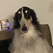 Flare - Borzoi