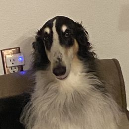 Flare - Borzoi
