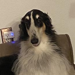 Flare - Borzoi