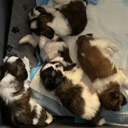 Shih Tzus from Brenda Wethington