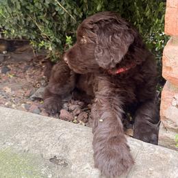 Orion - Chocolate male Labradoodle puppy in Grants Pass, Oregon from Oregon Valley Doodles
