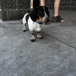 Dachshund Puppies from The Greyline Dogs
