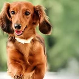 RUBY - Dachshund