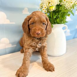 Bullseye - Caramel red male Australian Labradoodle puppy in Palmdale, California from Pixie Doodle Paws