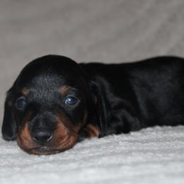 2500 AKC Black and Tan Girl - Black and tan female Dachshund puppy in Arcadia, Florida from JB Dachshunds