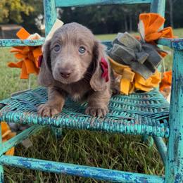 Livvy - Fawn (Isabella) female Dachshund puppy in New Albany, Mississippi from Double A. Doxies