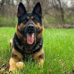 XS (Excess) - German Shepherd