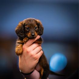 Pink Collar (Girl 1) - Red female Dachshund puppy in Amesbury, Massachusetts from Fox Hill Farm & K9
