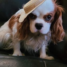 Cavalier King Charles Spaniels, Cavatzus, Shih Tzus, and Toy Australian Shepherds from Kelly Hendrix's Cavalier King Charles Spaniels & Toy Australian Shepherds