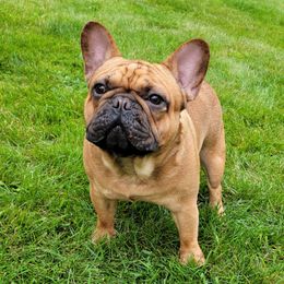 Secretariat - French Bulldog