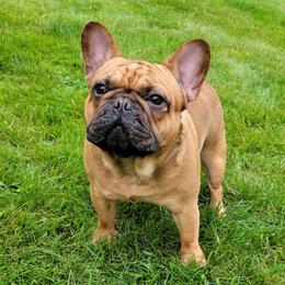 Secretariat - French Bulldog