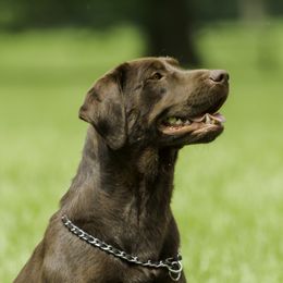 Hera - Labrador Retriever