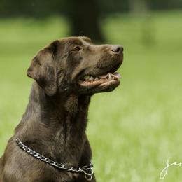 Hera - Labrador Retriever