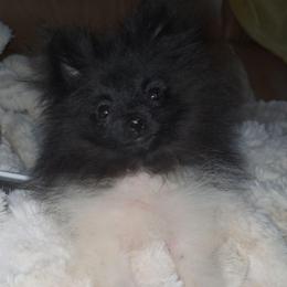 Hunnibunnies marshmellow - Black parti male Pomeranian puppy in Cleveland, Ohio from Hunnibunnies