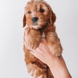 Hickory (Green) - Red  male Goldendoodle puppy in Beaverton, Oregon from Henry Elliots