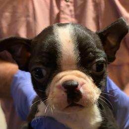 Buzz - Black and white male Boston Terrier puppy in Covington, Georgia from Tuxedo Bostons of Atlanta