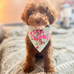 Ruby - Goldendoodle