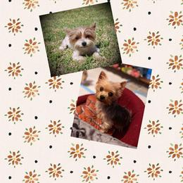 Yorkshire Terrier puppies from Peach Yorkies