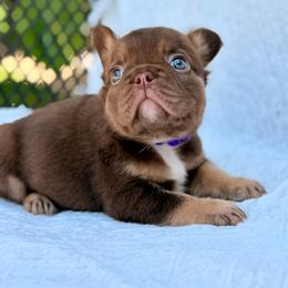 Purple collar Rojo - Liver female French Bulldog puppy in Jefferson City, Missouri from Central Frenchie Haven