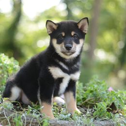 Sho 🩵 Black and Tan Boy - Black and tan male Shiba Inu puppy in Neosho, Missouri from Sunny Terrace Shibas