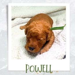 Cavapoo Puppies from PuppybuddyUSA