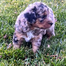 Blue Merle, Speckled Markings, Red highlights - Blue merle female Aussiedoodle puppy in Parma, Idaho from Arena Valley Acres