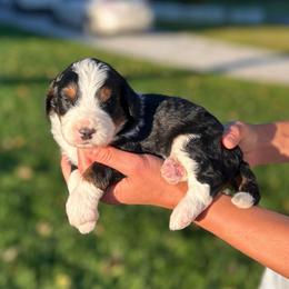 Jack - Tri-color male Bernedoodle puppy in Sugarcreek, Ohio from Cuddly Companion Doodles