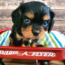 Cavalier King Charles Spaniel and Old Time Scotch Collie Puppies from Pleasant Meadows
