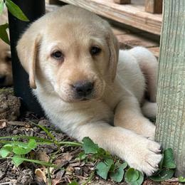 Diamond - Yellow male Labrador Retriever puppy in Rock Hill, South Carolina from North Star Retrievers