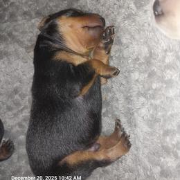 B1 - Black and rust male Miniature Pinscher puppy in Bible Grove, Illinois from Mad MinPin House of Illinois
