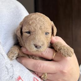 Sugar - Phantom female Poodle puppy in Canfield, Ohio from Poo's Doo's & Inu's