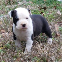 American Staffordshire Terrier and French Bulldog Puppies from Cicero Kennels