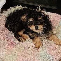 Gomez - White black and tan Papillon puppy in Red Feather Lakes, Colorado from Kica Papillons